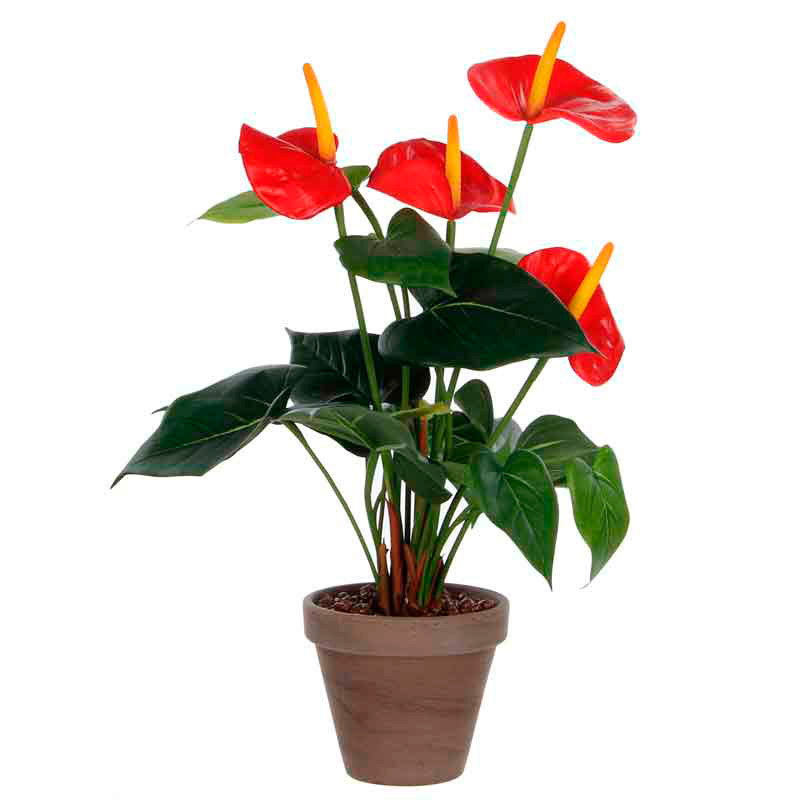 Anthurium