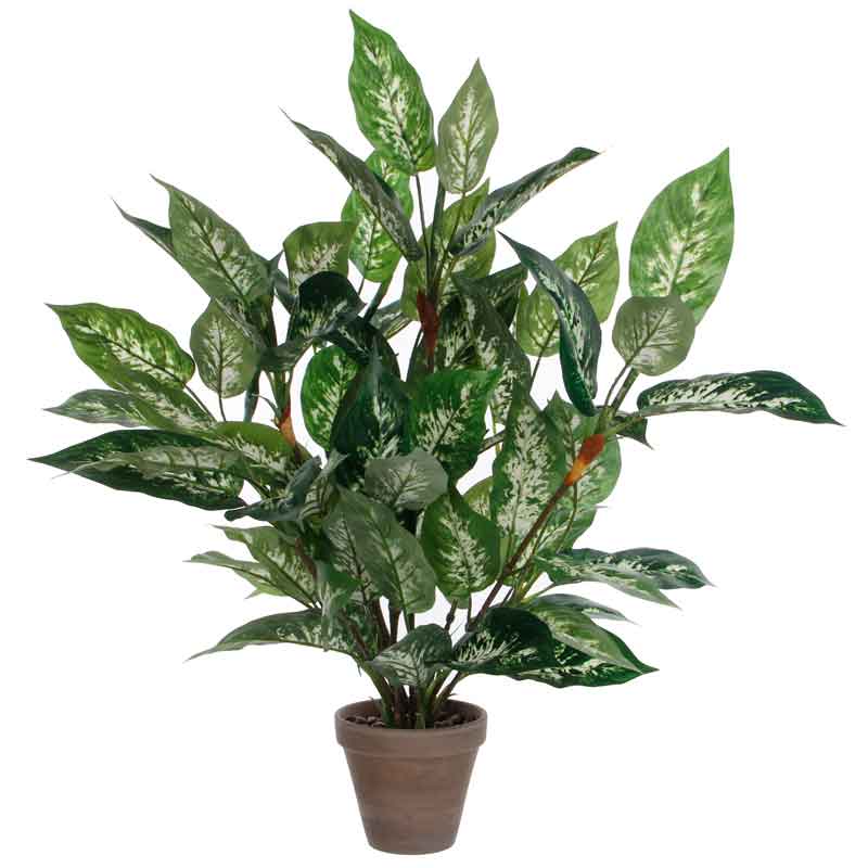 Dieffenbachia