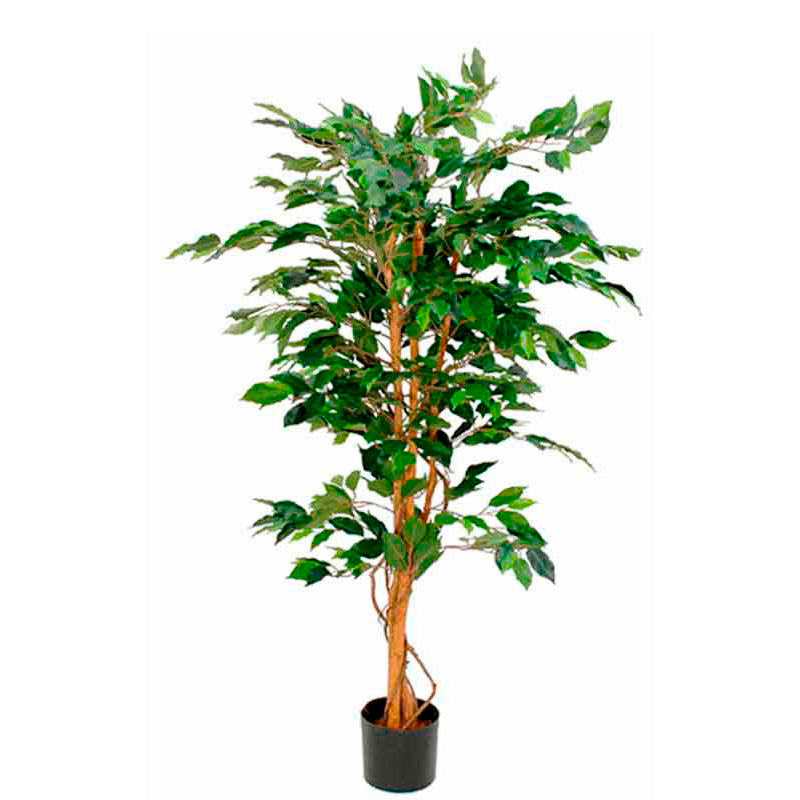 Ficus Benjamina 150cm excl. sierpot