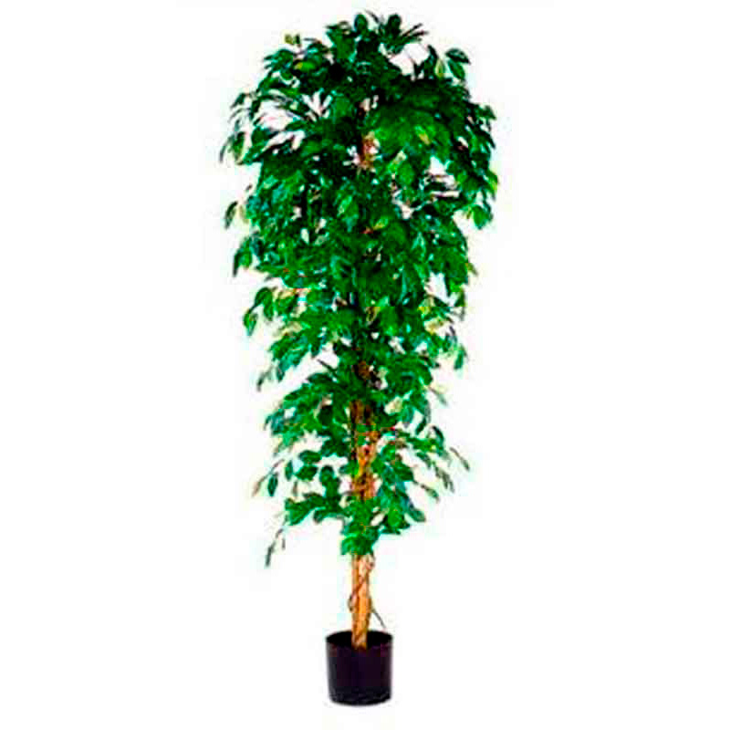 Ficus Benjamina 210cm excl. sierpot