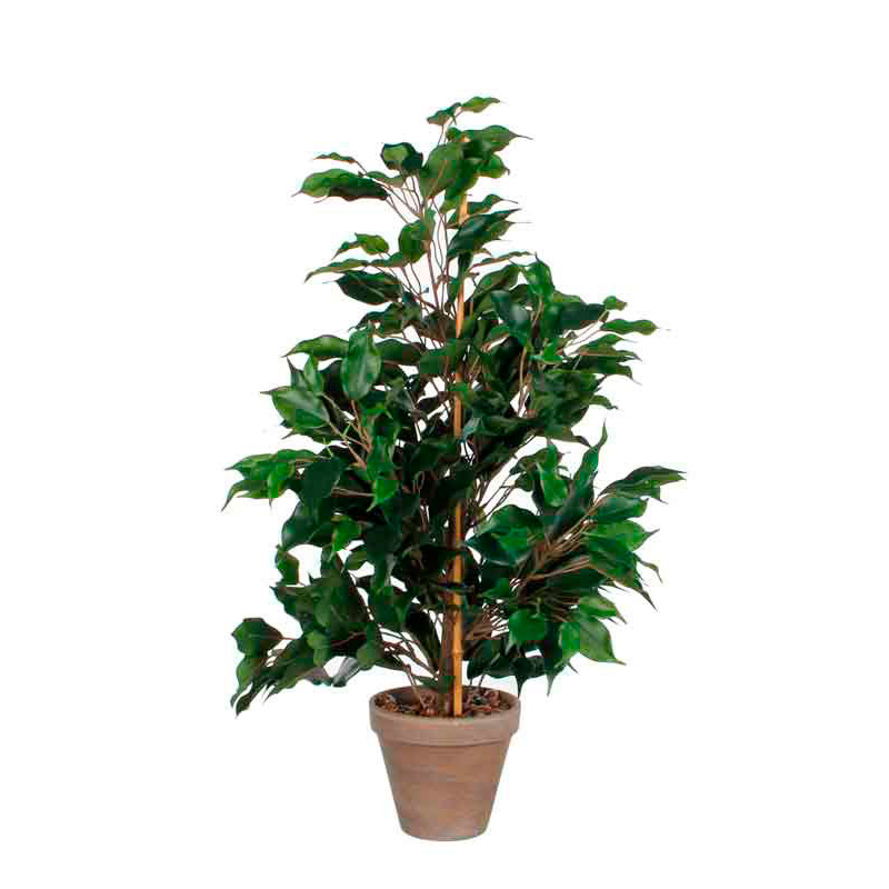 Ficus Exotica 65cm