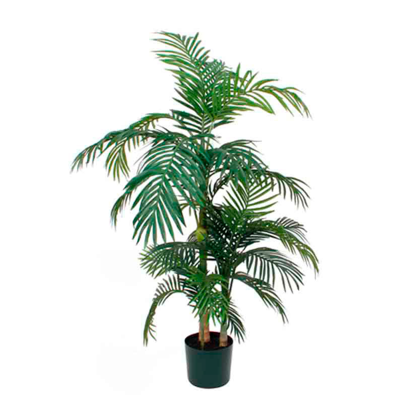 Palm Areca Golden Cane, 150 cm