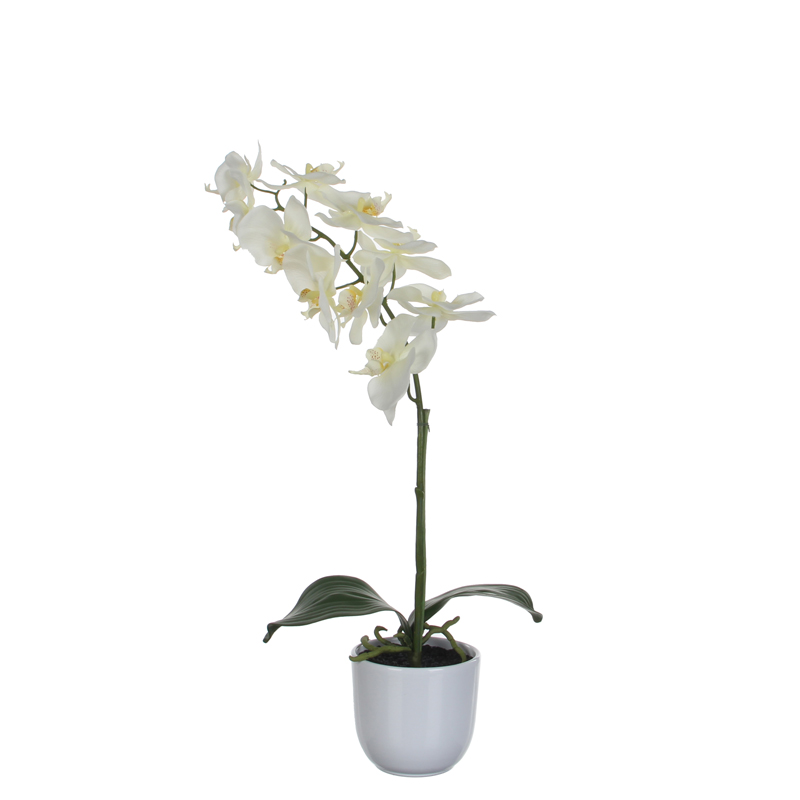 Phalaenopsis orchidee 60cm