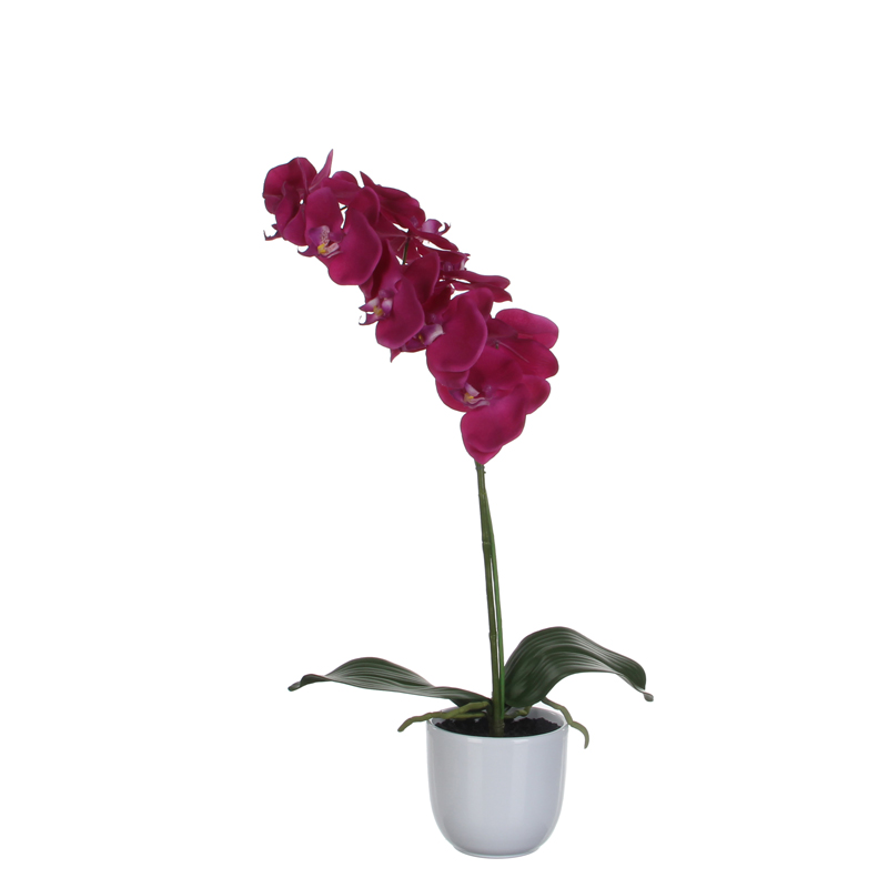 Phalaenopsis orchidee 60cm