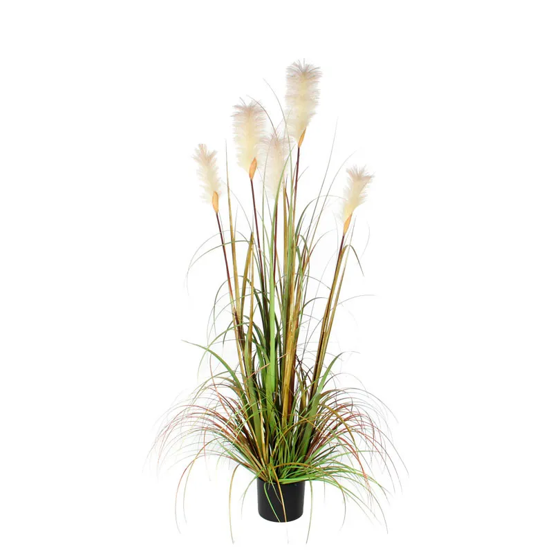 Pluimgras Foxtail 150cm