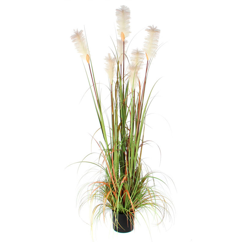 Pluimgras Foxtail 180cm